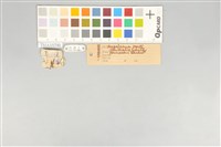 五色鳥藏品圖，第20張